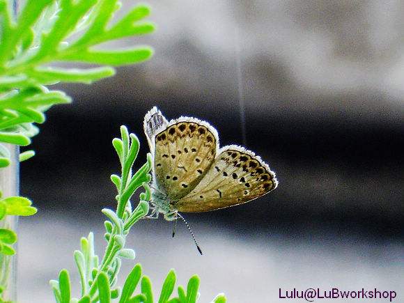 butterfly(butterfly在线观看韩国电影)