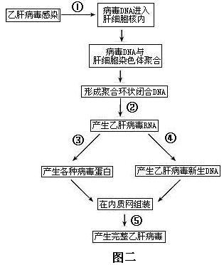 病毒代码复制(病毒代码怎么用)